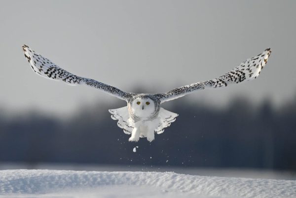 Where Do the Birds Go in Winter